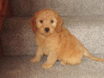 Cockapoo pups in Carlow